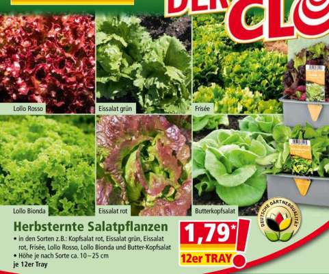 thumbnail - Salatpflanze