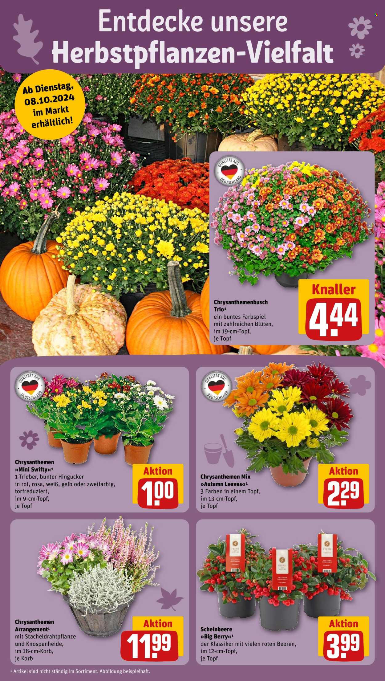 Prospekte REWE - 7.10.2024 - 12.10.2024. Seite 8