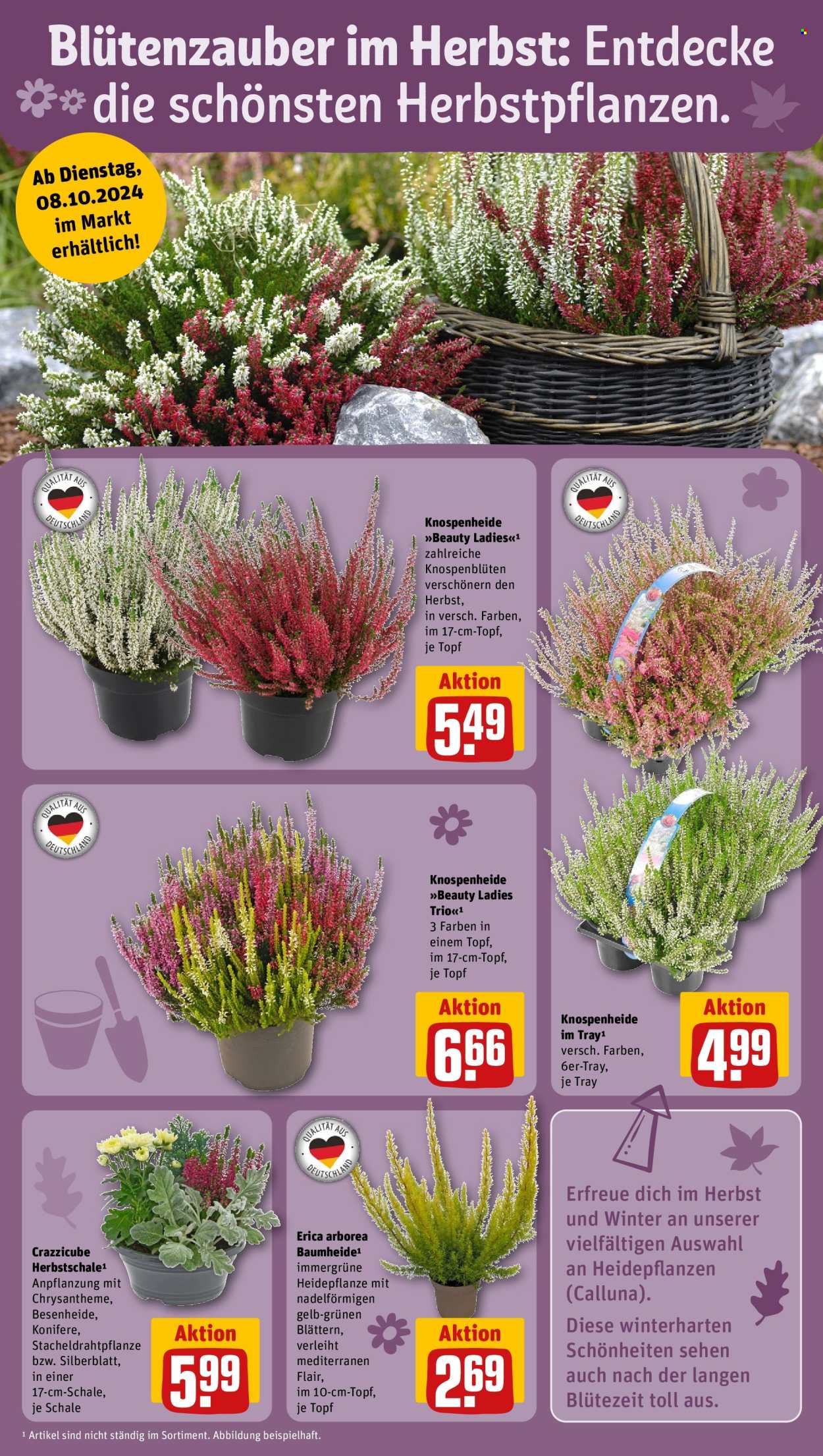 Prospekte REWE - 7.10.2024 - 12.10.2024. Seite 9