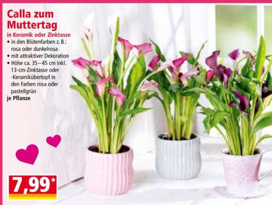 Calla zum Muttertag