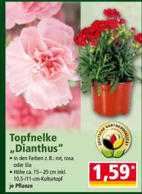 Topfnelke „Dianthus“