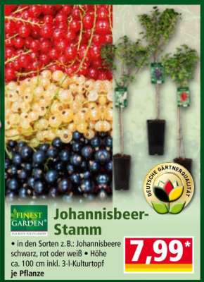 Johannisbeer-Stamm