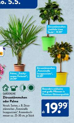 Zitrusstämmchen oder Palme
