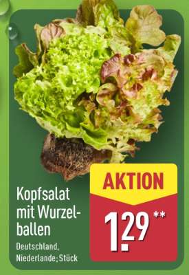 Kopfsalat mit Wurzelballen