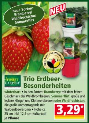 Trio Erdbeer-Besonderheiten