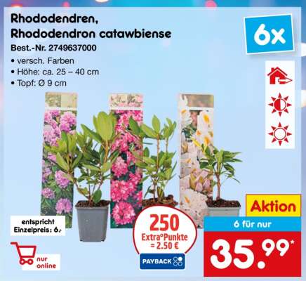 Rhododendren, Rhododendron catawbiense