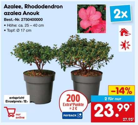 Azalee, Rhododendron azalea Anouk