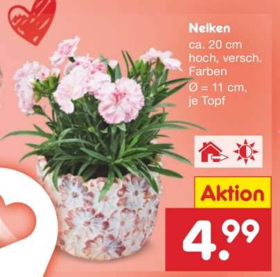 Nelken