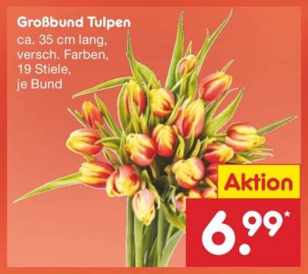 Großbund Tulpen
