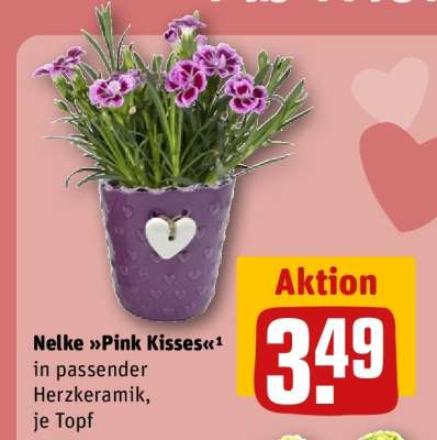 Nelke „Pink Kisses“