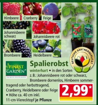 Spalierobst