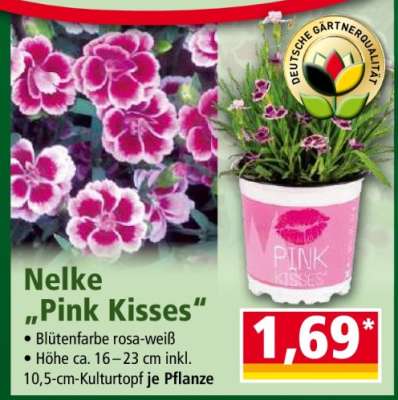 Nelke „Pink Kisses“