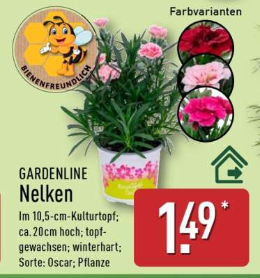 GARDENLINE Nelken