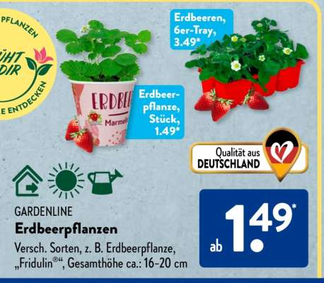 GARDENLINE Erdbeerpflanzen
