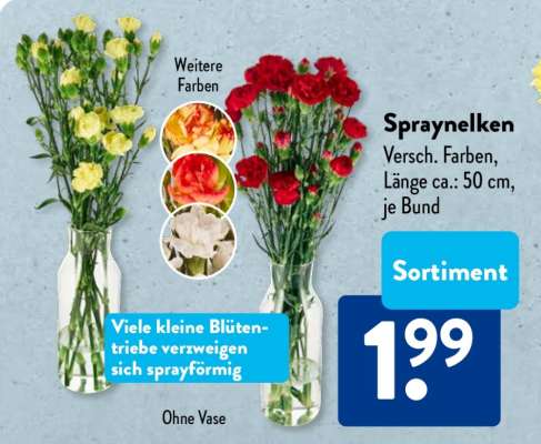 Spraynelken*