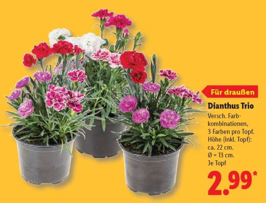 Dianthus Trio