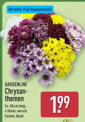 GARDENLINE Chrysanthemen