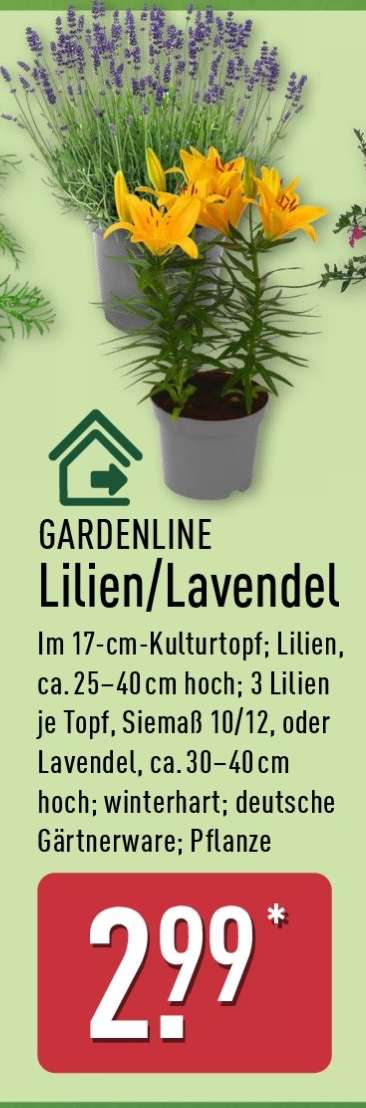 GARDENLINE Lilien/Lavendel