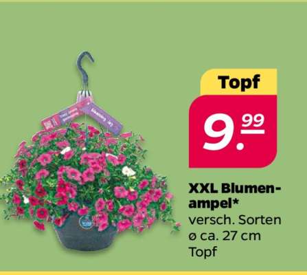 XXL Blumenampel