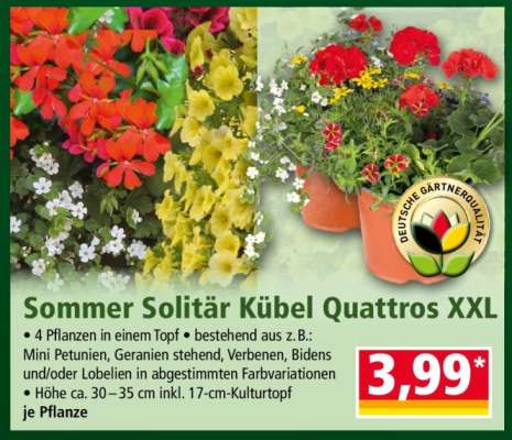 Sommer Solitär Kübel Quattros XXL
