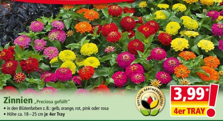 Zinnien „Preciosa gefüllt“
