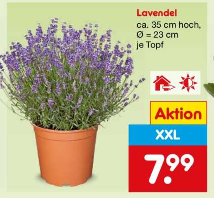 Lavendel