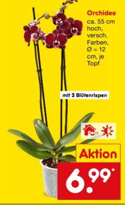 Orchidee