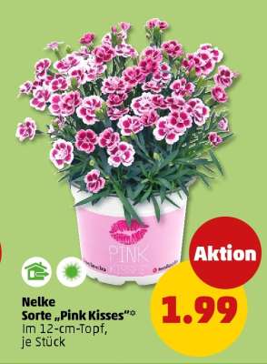 Nelke Sorte „Pink Kisses“