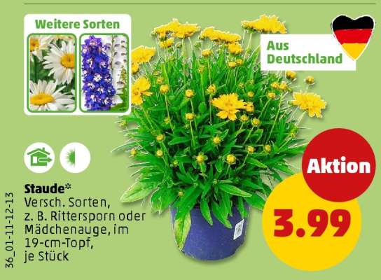 Staude