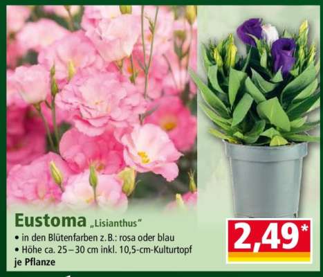 Eustoma „Lisianthus“