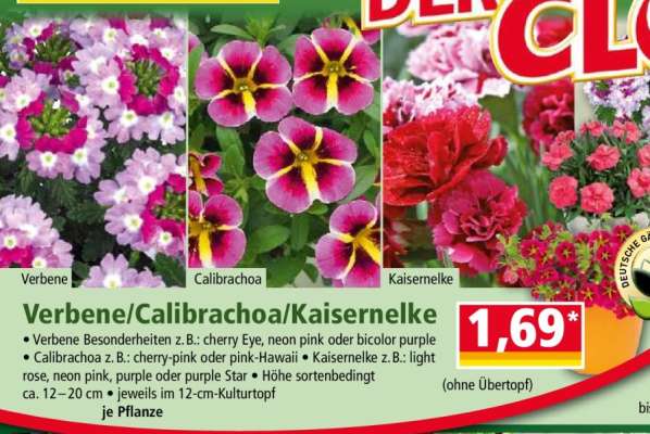 Verbene/Calibrachoa/Kaisernelke