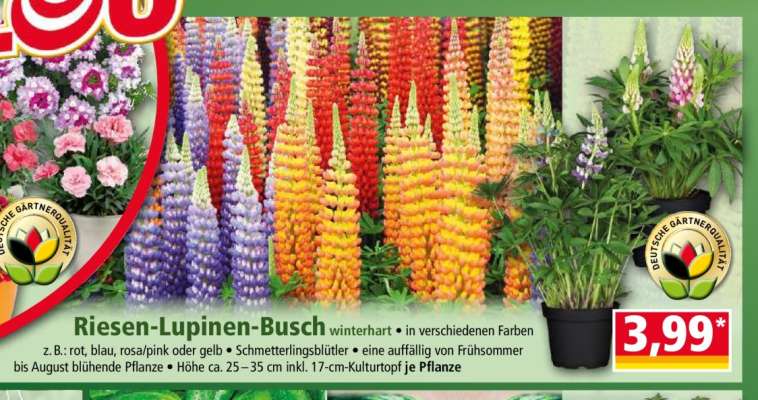 Riesen-Lupinen-Busch