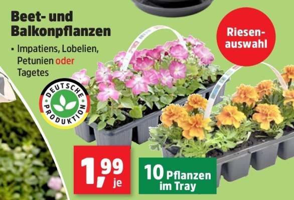 Beet- und Balkonpflanzen