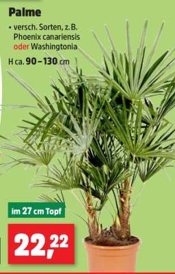 Palme
