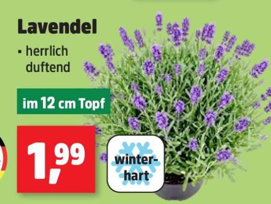 Lavendel