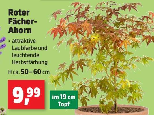 Roter Fächer-Ahorn