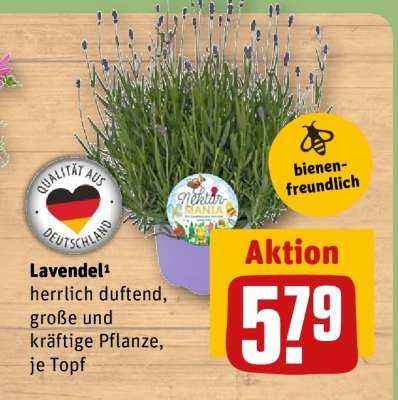 Lavendel¹