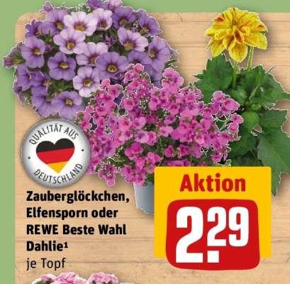 Zauberglöckchen, Elfensporn oder REWE Beste Wahl Dahlie¹