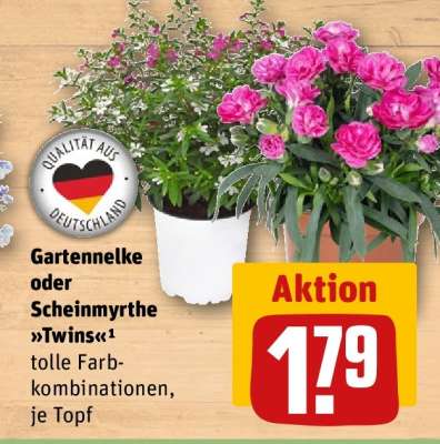 Gartennelke oder Scheinmyrthe »Twins«