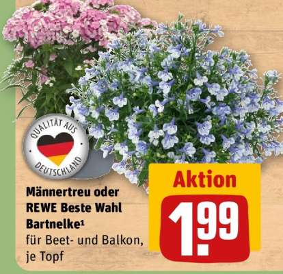Männertreu oder REWE Beste Wahl Bartnelke
