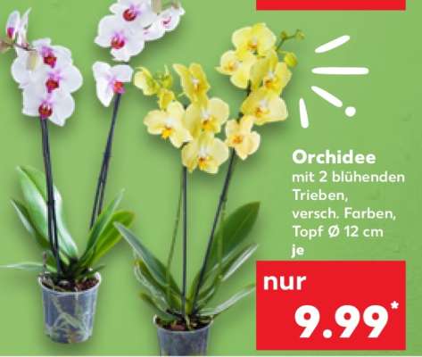 Orchidee