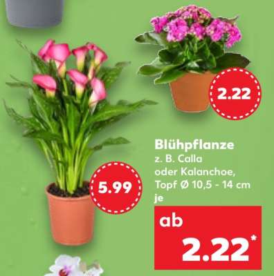 Blühpflanze