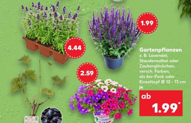 Gartenpflanzen