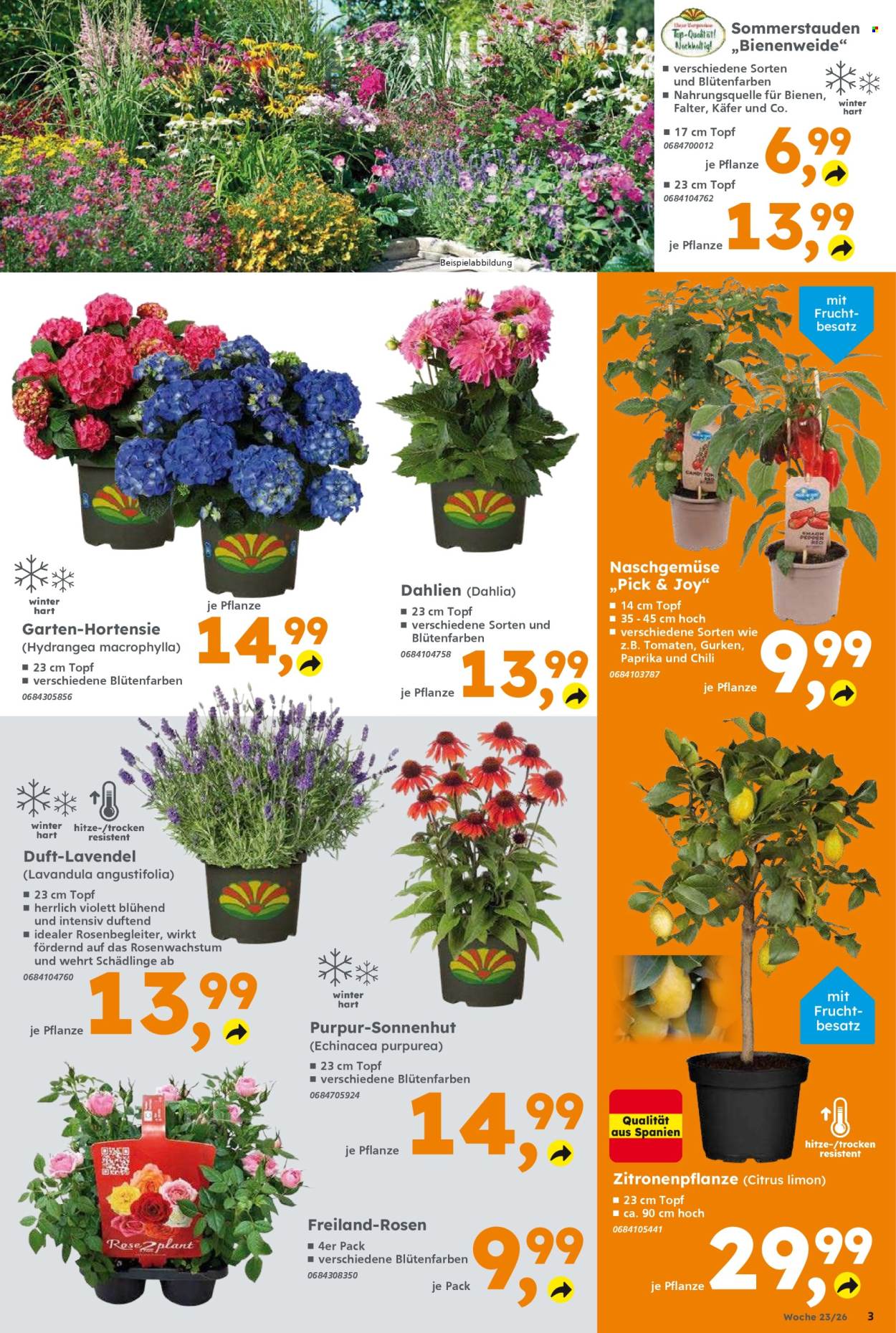 Globus Baumarkt Prospekte  - 1.06.2026 - 6.06.2026. Seite 3