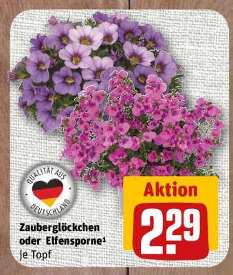 Zauberglöckchen oder Elfensporne