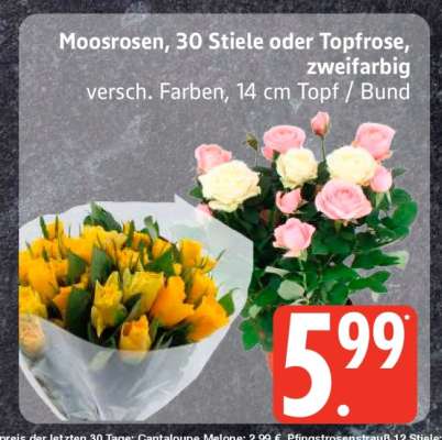 Moosrosen, 30 Stiele oder Topfrose, zweifarbig