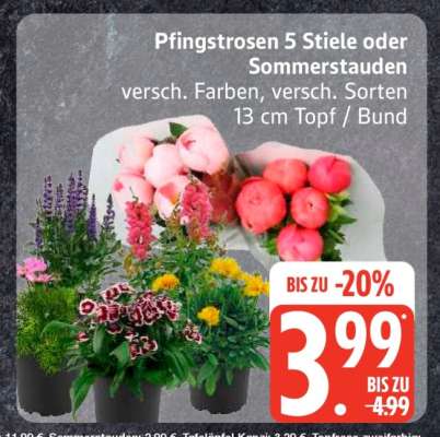 Pfingstrosen 5 Stiele oder Sommerstauden