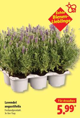 Lavendel angustifolia
