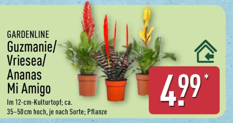 Guzmanie/Vriesea/Ananas Mi Amigo