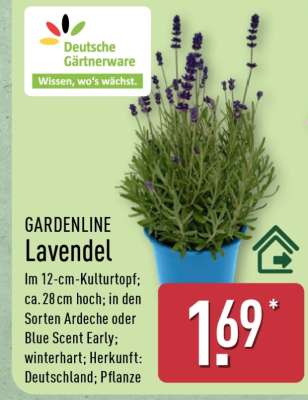 GARDENLINE Lavendel